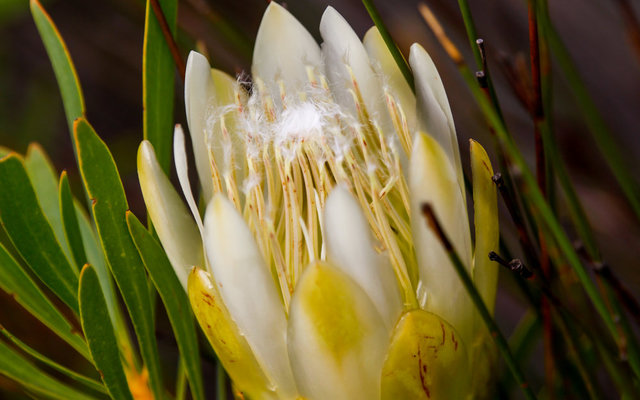 2015 Duynefontein Berg en omgewing 014